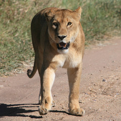 eye to eye with lion in serengeti tanzania