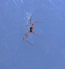 spider on a web