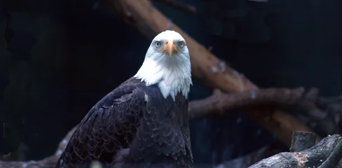Crédence de cuisine en verre imprimé Aigle eagle eyes
