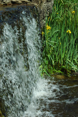 waterfall and flowers