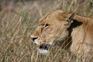 lion in serengeti tanzania