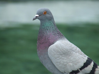 pigeon's portrait