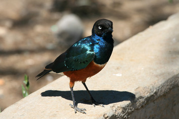 superb starling in tanzania