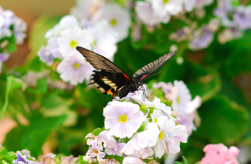 butterfly on flower