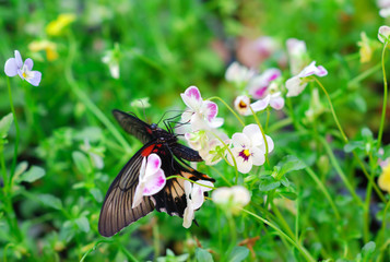butterfly on flower