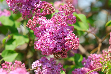 lilac blossoms branch