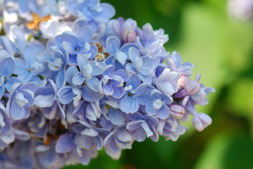 lilac blossoms branch