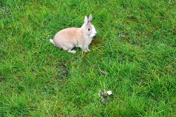 cute bunny