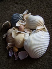 group of shells