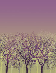trees silhouette