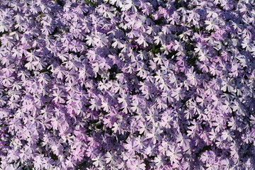 Purple texture