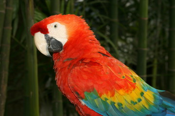 guacamaya roja