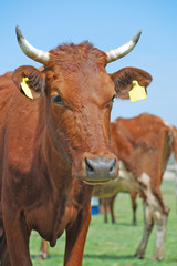 cow on meadow