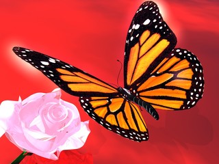 butterfly and rose