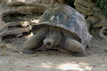 old turtle. a symbol seychelles