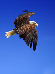 weißkopfseeadler