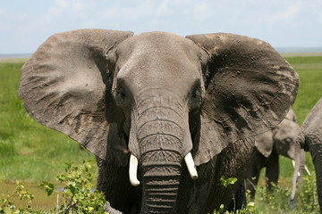 éléphant d& 39 afrique amboseli kenya