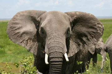 Papier Peint photo Lavable Éléphant éléphant d& 39 afrique amboseli kenya