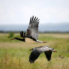 black stork in amboseli kenya