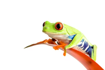 Papier Peint photo autocollant Grenouille grenouille sur guzmania
