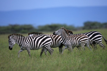 zebra herd masai mara kenya