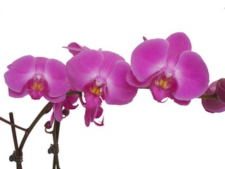 Fototapeta na wymiar orchidées mauves