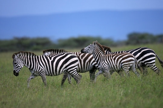 Fototapeta zebra herd masai mara kenya