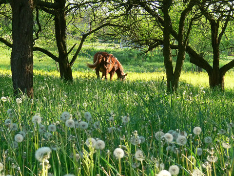 horse in the garden