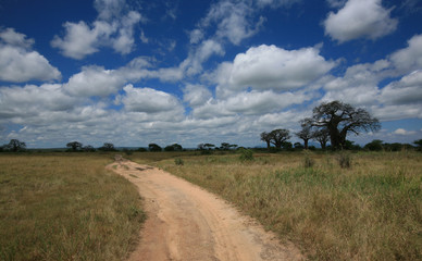 baobab tree landscape with dirt road