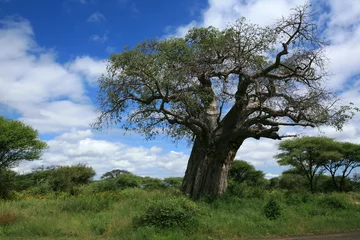 Decke mit Muster Baobab Affenbrotbaum