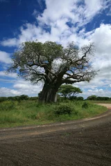 Tableaux ronds sur aluminium brossé Baobab baobab