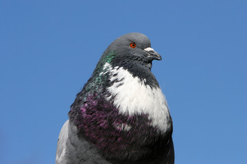proud pigeon