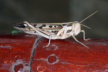 grasshopper in tsavo east national park kenya