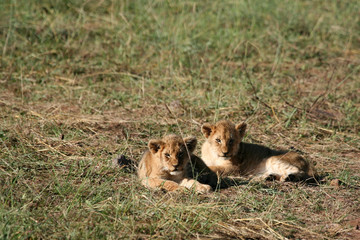 lion cubs in the masai mara kenya
