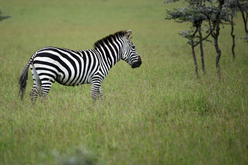 Fototapeta na wymiar grant's zebra