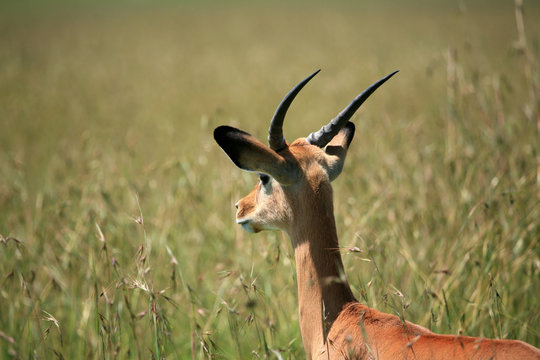 young male impala in masai mara national park kenya