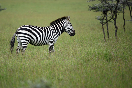 Fototapeta grant's zebra