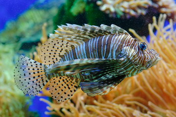 exotic fish in aquarium