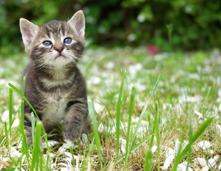 chaton tigré dans l'herbe