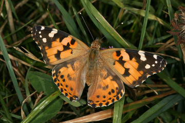 butterfly vanessa cardui
