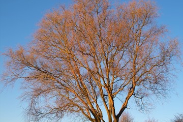 baum