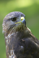 Alert Buzzard