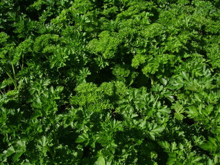 background with parsley