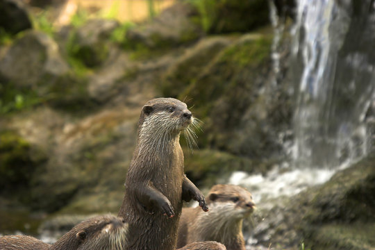 Otters