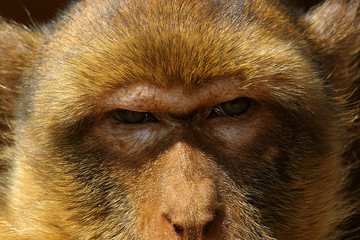 the glance of the monkey