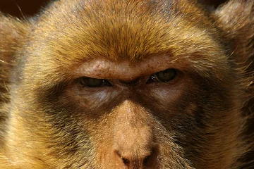 Papier Peint photo autocollant Singe le regard du singe