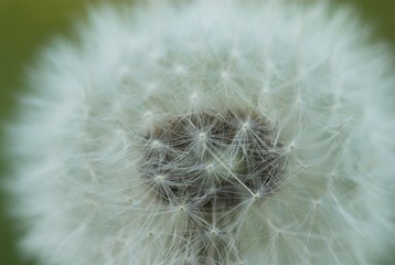 dandelion