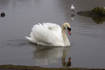 Naklejka premium Mute Swan