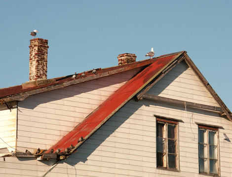 birds on the old fish factory