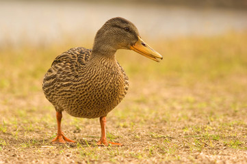 Portrait of a Mallard
